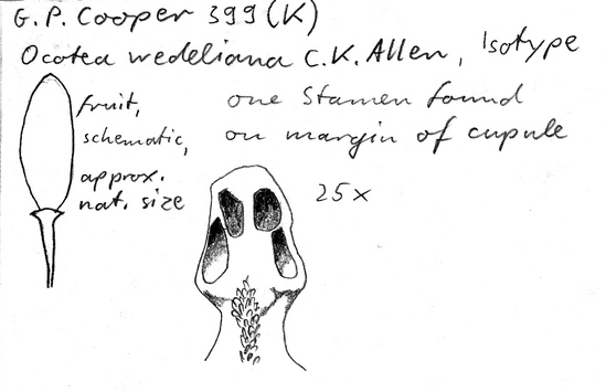 Vorschaubild Ocotea wedeliana C.K. Allen